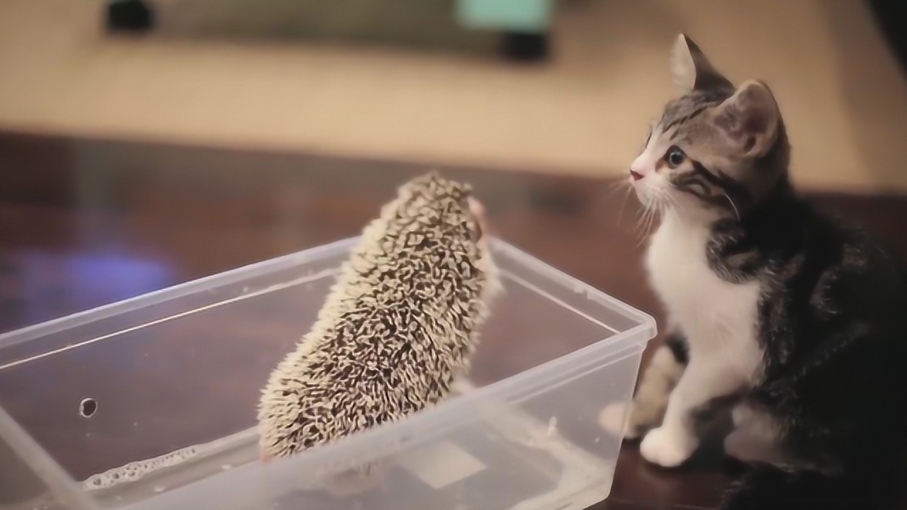 刺猬猫怎么开悬赏 刺猬猫阅读无限代币版版本说明