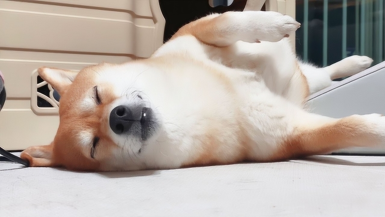 乐生活:可爱狗狗睡觉的样子好可爱