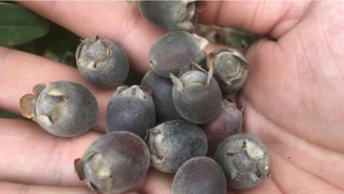 山上的野果子(粘子)买500块一斤,你们那里的土白话叫什么呢?