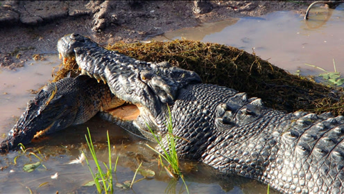 非洲最大鳄鱼-尼罗鳄之间的战争,令人恐惧的震撼厮杀