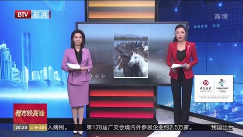 百枝天马 腾讯视频