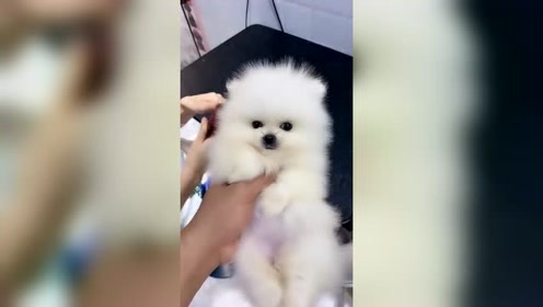 俊介犬 腾讯视频