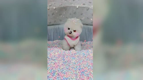 萌宠便便便 腾讯视频