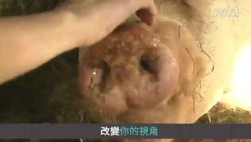 改变你的视角，终止物种歧视