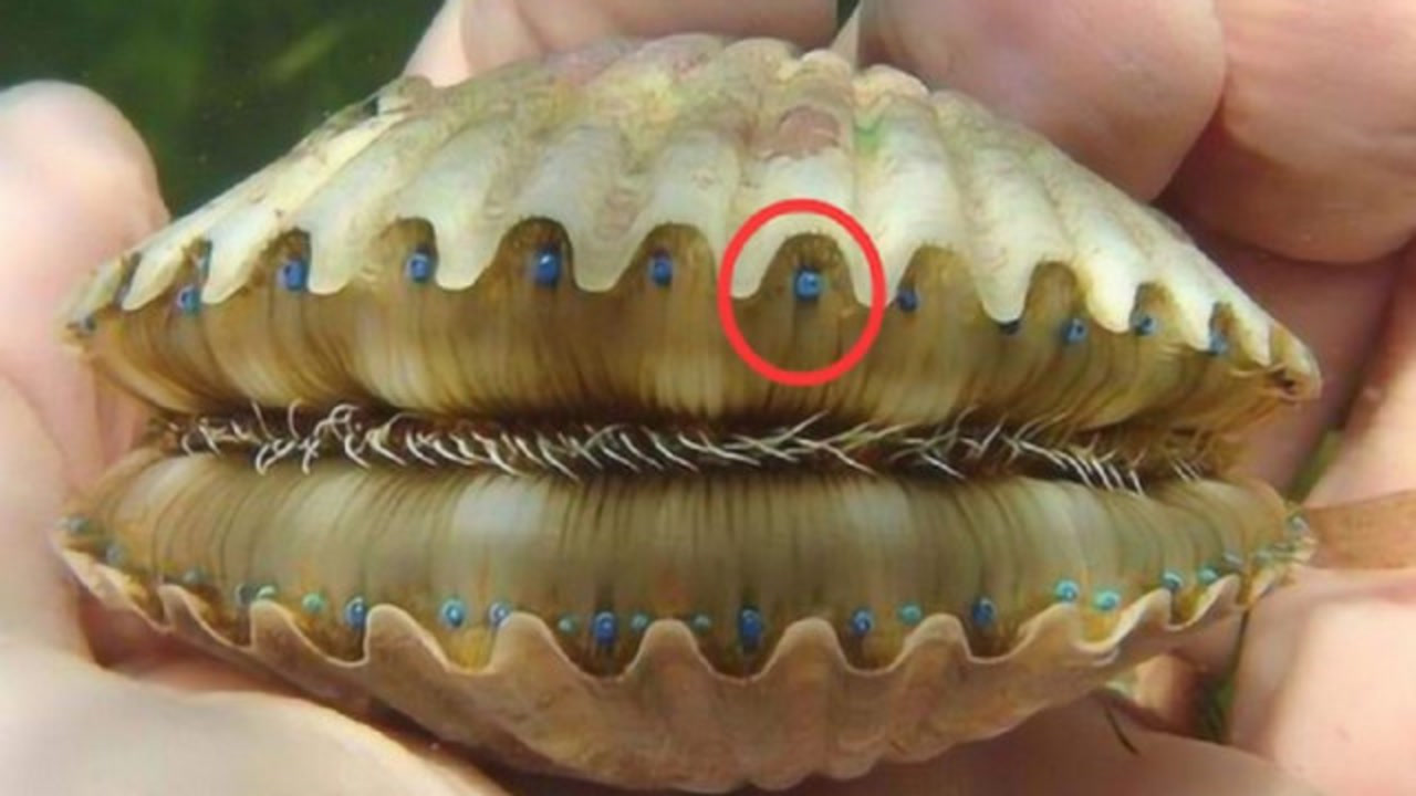 显微镜下放大100倍的扇贝,画面有多恐怖?200双眼睛凝望你