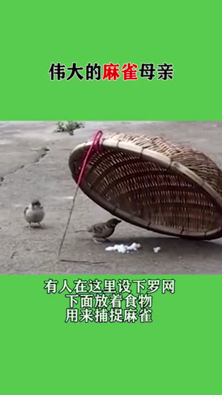 伟大的麻雀母亲,识破猎人的陷阱,之后的做法真感人!