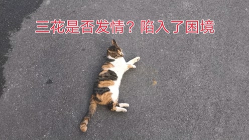 蓝白猫 腾讯视频