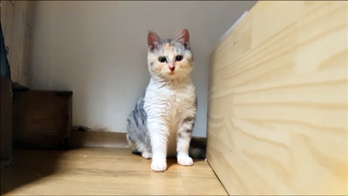 猫天使 腾讯视频