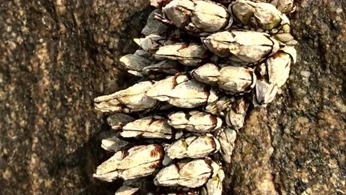 鹅颈藤壶 腾讯视频