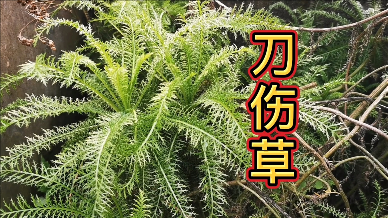 我父亲种在老屋的刀伤草,叶子像蜈蚣一样,不知有多少人会认识它