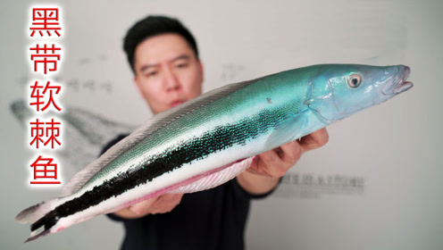 试吃一条黑带软棘鱼,漂亮的舍不得吃,鱼皮居然是脆的