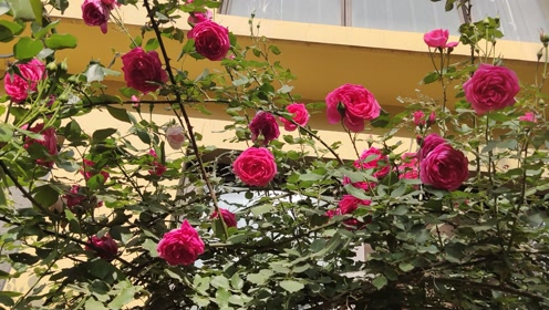 藤本教子 腾讯视频