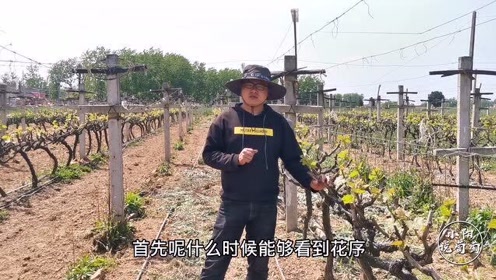 葡萄花序少原因 腾讯视频