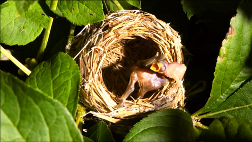 介:杜鹃鸟把蛋产在了雅雀巢里,而杜鹃鸟的蛋比雅雀的蛋提前几个小时