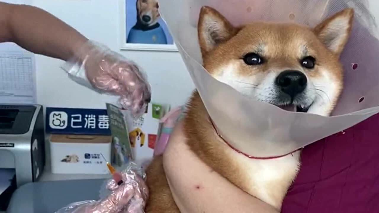 就连狗子打疫苗针都是这种表情,本来张着嘴巴呼吸,结果打针时瞬间闭住