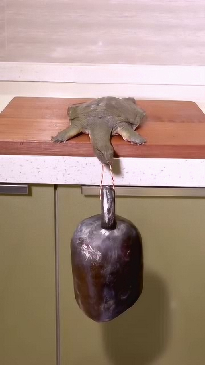 #每日搞笑精选#王八吃秤砣铁了心!