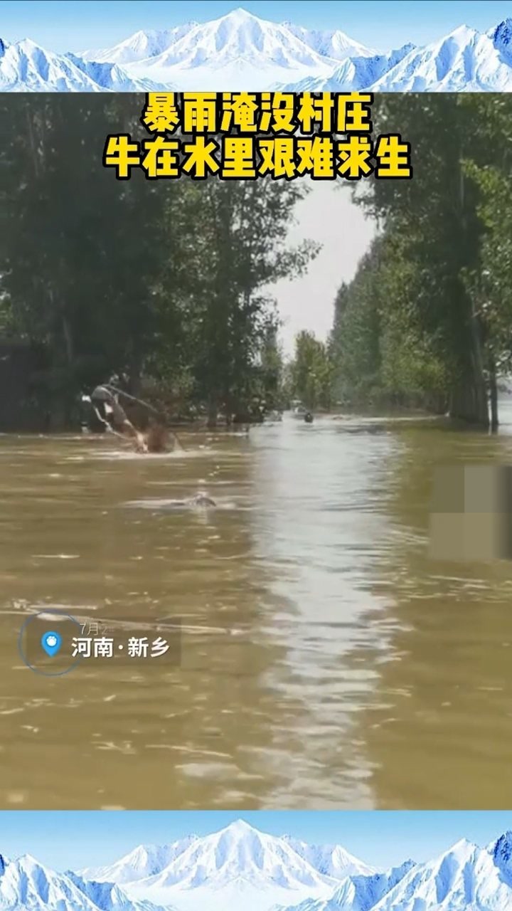 7月24日河南新乡,暴雨淹没村庄,老牛在水里艰难求生,还好主人没有放弃