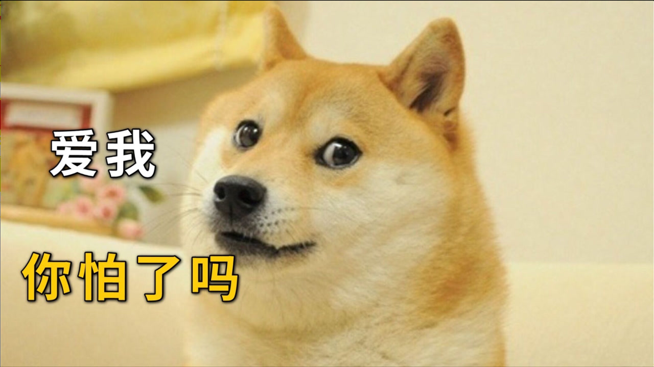 柴犬 犬科犬属动物 搜狗百科