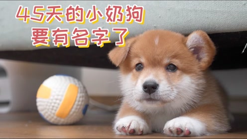 出生45天的混血小奶狗,要有名字了!