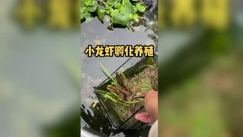 養魚日記 #龍蝦 沒想到居然孵化了這麼多小龍蝦