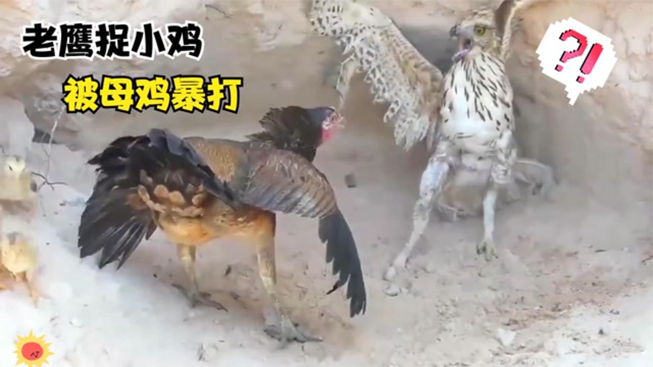 老鹰捉小鸡,母鸡大怒,暴锤老鹰,蜥蜴调戏花豹,狒狒群殴鳄鱼