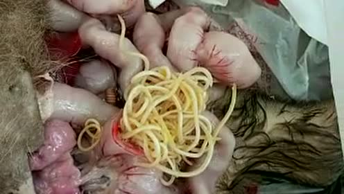 狗狗体内寄生虫