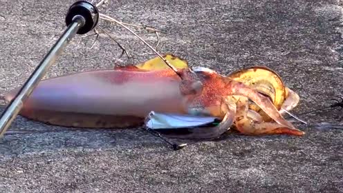 实拍鱿鱼喷墨