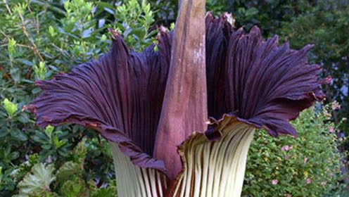 泰坦魔芋:世界上最大最臭的花