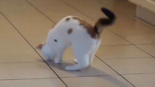 猫的视频搞笑 腾讯视频