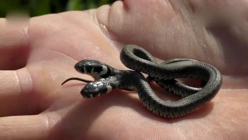 1个身2个头,拍客在克罗地亚发现一条双头蛇