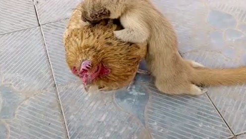 看看什么叫黄鼠狼给鸡拜年