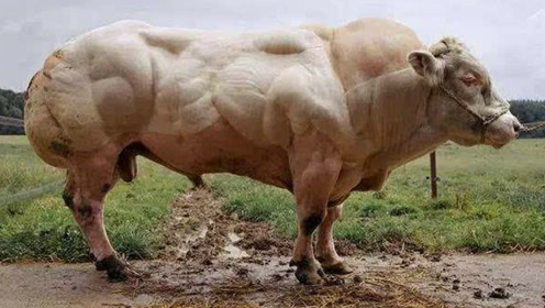 其他牛都是饲料里加瘦肉精,这头牛是瘦肉精里加饲料了吧!