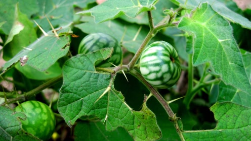 农村一种草药煎水泡专治冻疮,百分之99的人都见过!