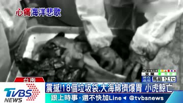 3只小虎鲸瘦到皮包骨，胃里惊见18个塑胶袋