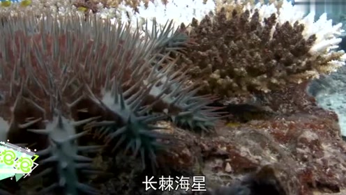 长棘海星 腾讯视频