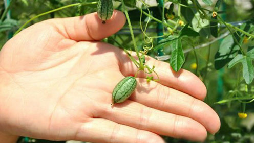 世界上最小拇指西瓜只有3厘米,一口一个嘎嘣脆!