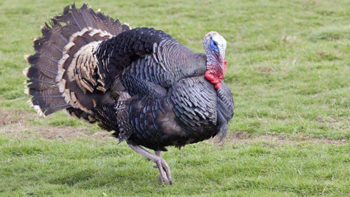 火鸡大战孔雀,两只重量级的鸟类搏斗