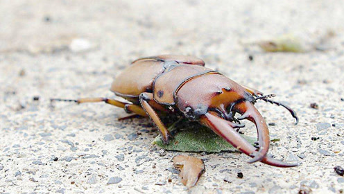 罗密欧达尔文甲虫想与朱丽叶甲虫交配,没想到半路杀出了一个同类