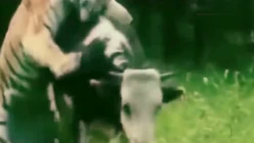 老虎不愧是百兽之王,分分钟咬死一头奶牛,叫来兄弟都没用!