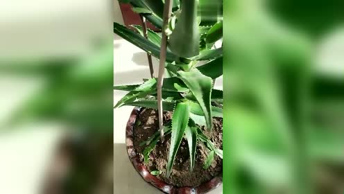 芦荟嫁接蟹爪兰,是可以存活的!