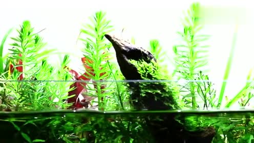 水生植物展 腾讯视频