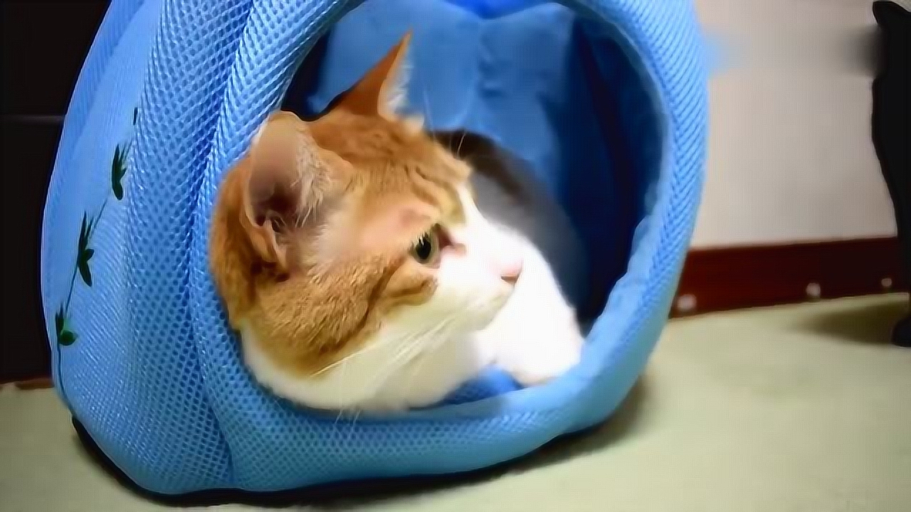 铲屎官买了一个新窝,猫咪钻进去一躺,生无可恋