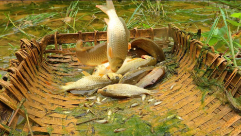 农村小哥展现绿色原生态养殖稻花鱼,再过几个月,就有鱼吃了