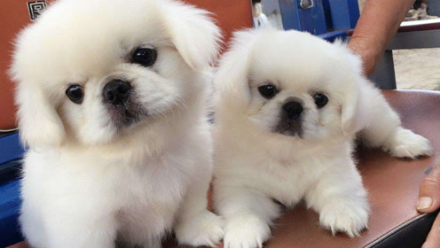 为什么现在养京巴狗的人越来越少?