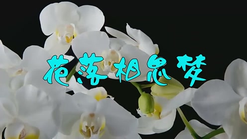 好听到醉!一首有名的《花落相思梦》,演绎的真好听!