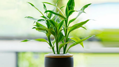 在养富竹时,不要摆放在这"3个位置",难怪总黄叶,还烂根!