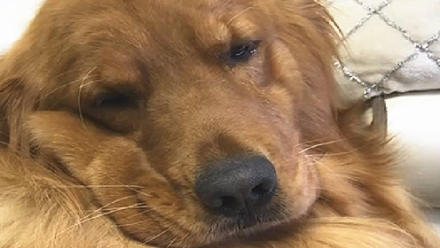 金毛欢欢被妞妞欺负,委屈的都哭了,看着让人心疼