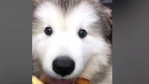 单眼皮的狗狗也可以是萌萌哒,这只阿拉斯加就是!