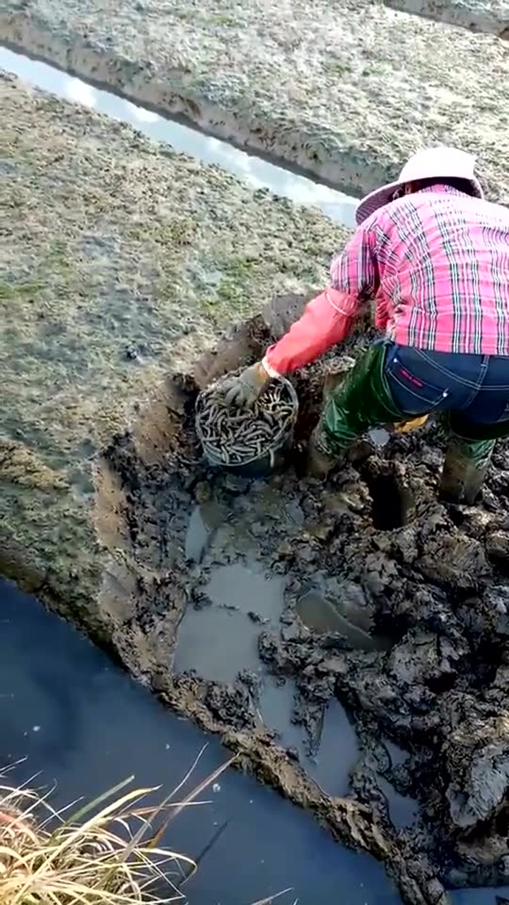 泥丁海虫)养殖出土