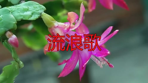 卓依婷的一首《流浪歌》,一开嗓就陶醉了,太好听了